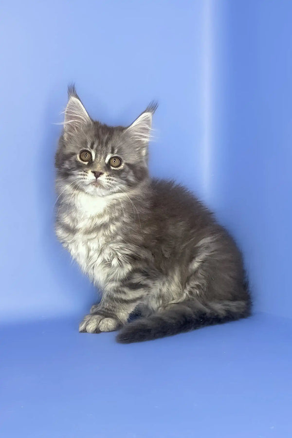 Stella | maine coon kitten