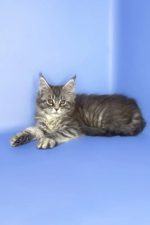 Stella | maine coon kitten