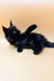 Black Maine Coon kitten lying on side with paw raised, looking super cute and playful