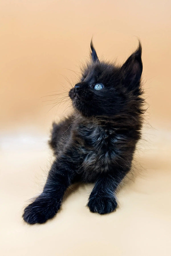 Black fluffy Maine Coon kitten with bright blue eyes looking up