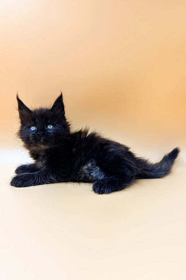 Black Maine Coon kitten with bright blue eyes lounging cutely