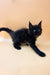 Adorable black fluffy Maine Coon kitten with bright eyes and pointed ears