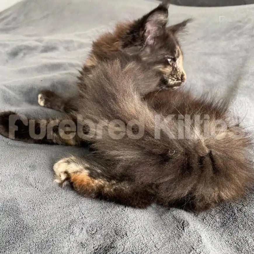Maine Coon Kittens for Sale Stella | Kitten
