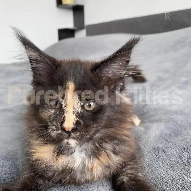 Maine Coon Kittens for Sale Stella | Kitten