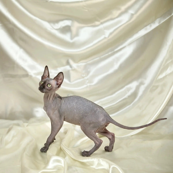Hairless Sphynx Cats for Sale Stella | Kitten