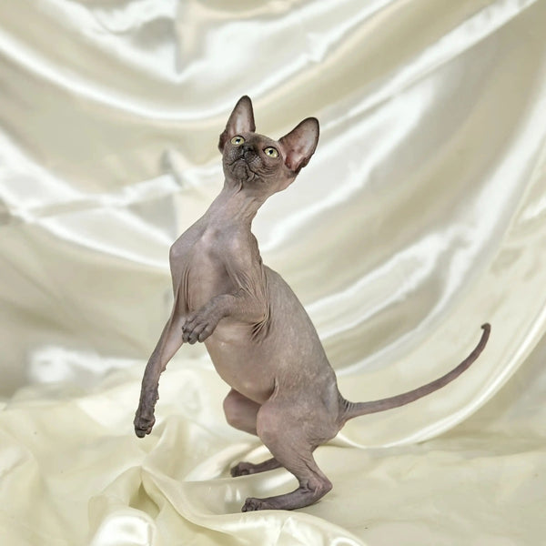 Hairless Sphynx Cats for Sale Stella | Kitten