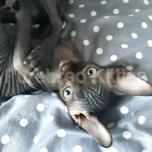 Hairless cat with blue eyes on polka dot fabric Stella Sphynx Kitten air delivery available