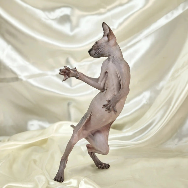 Stella the Sphynx Kitten striking a dance pose, showcasing her playful personality