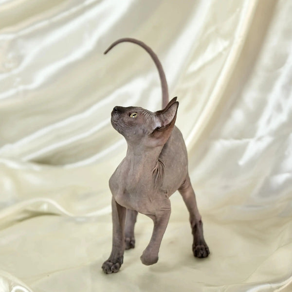 Hairless Sphynx kitten Stella with wrinkled skin on a light surface, playful and cute