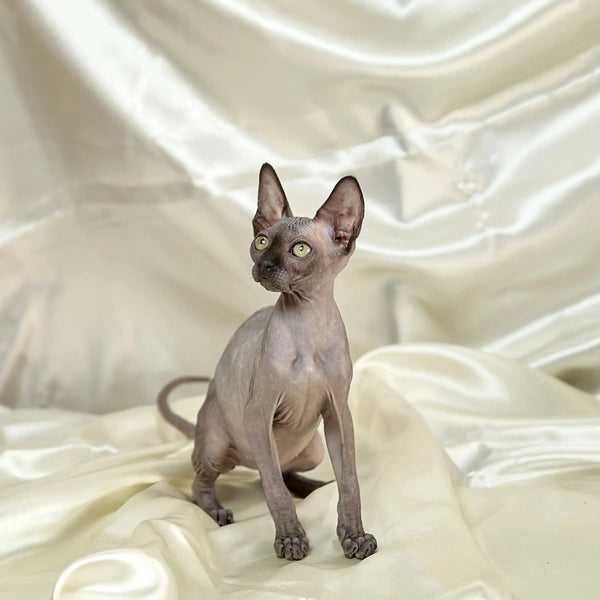Stella, the adorable hairless Sphynx kitten with big ears and wrinkled skin