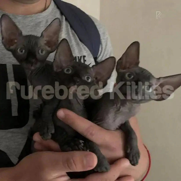 Three hairless Sphynx kittens in arms Stella air delivery form