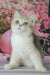 Stepan | british shorthair kitten