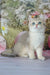 Stepan | british shorthair kitten