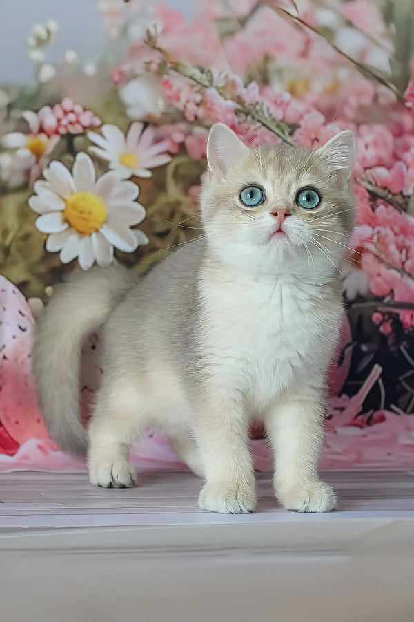 Stepan | british shorthair kitten