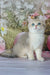 Stepan | british shorthair kitten