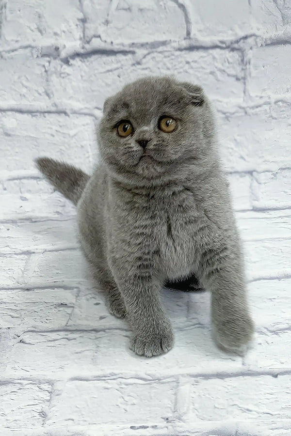 Stephan | scottish fold kitten