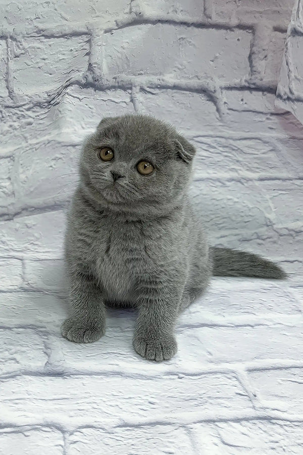 Stephan | scottish fold kitten