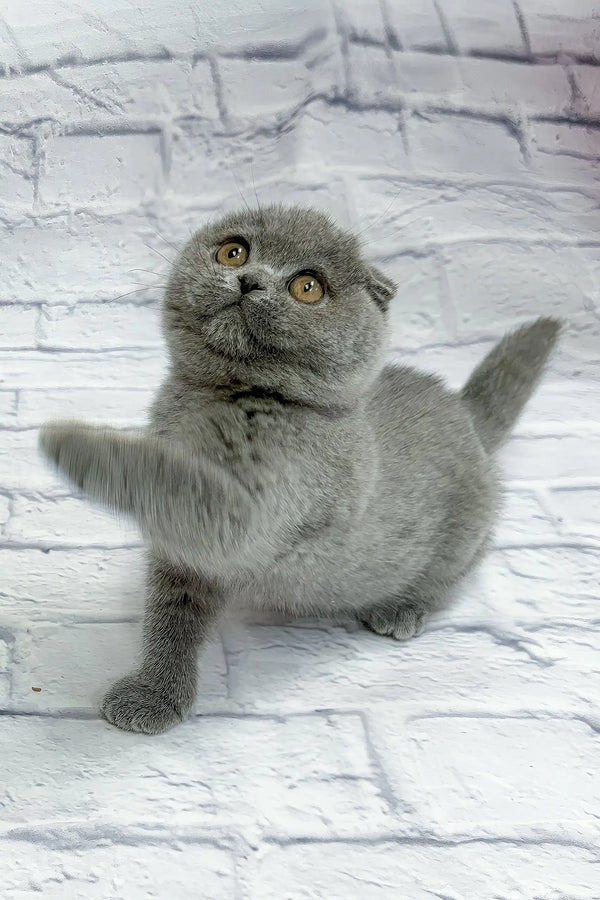 Stephan | scottish fold kitten
