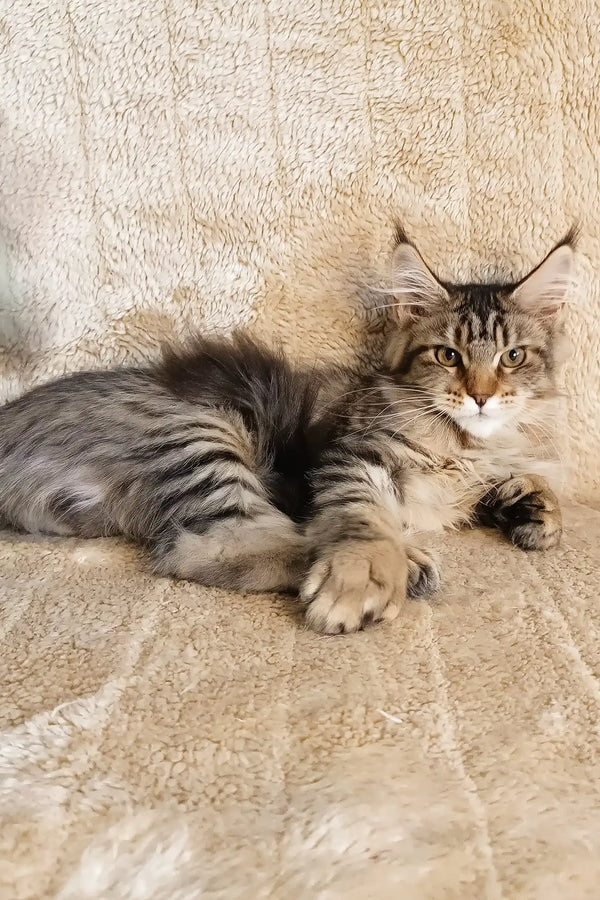 Stephanie | polydactyl maine coon