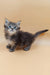 Stephanie | polydactyl maine coon