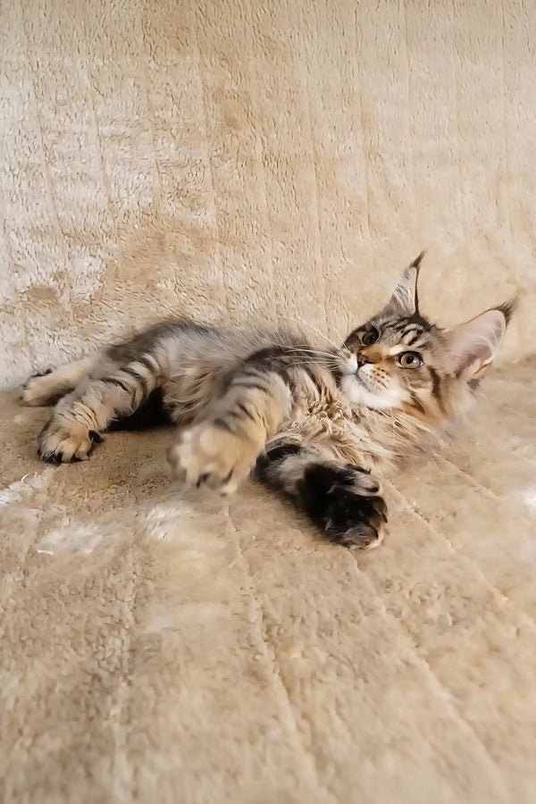 Stephanie | polydactyl maine coon