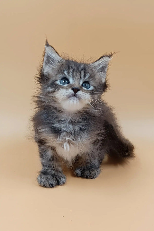 Stephanie | polydactyl maine coon