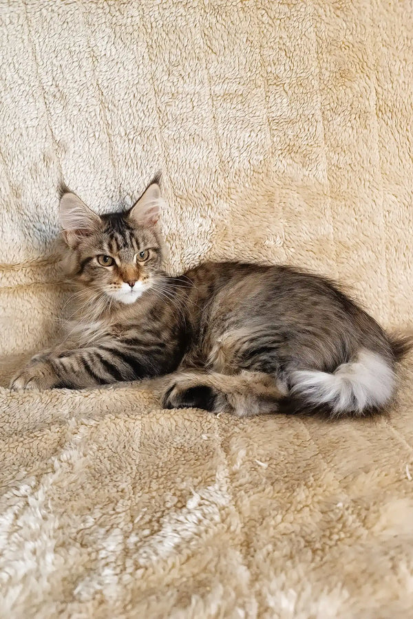 Stephanie | polydactyl maine coon