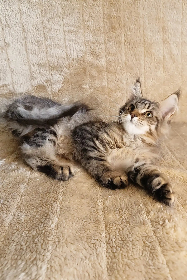 Stephanie | polydactyl maine coon