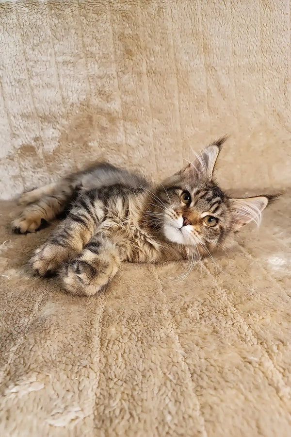 Stephanie | polydactyl maine coon