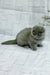 Stephanie | scottish fold kitten