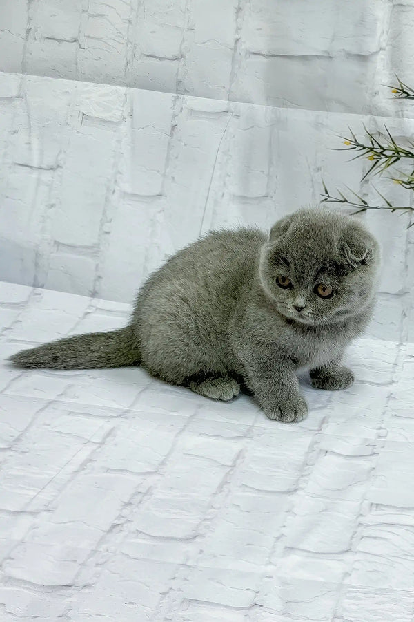 Stephanie | scottish fold kitten