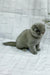 Stephanie | scottish fold kitten