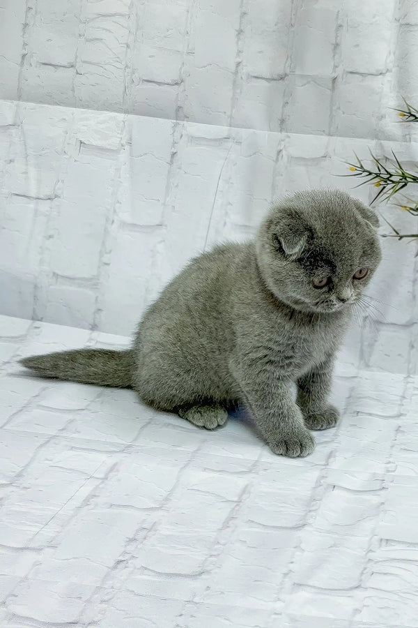 Stephanie | scottish fold kitten
