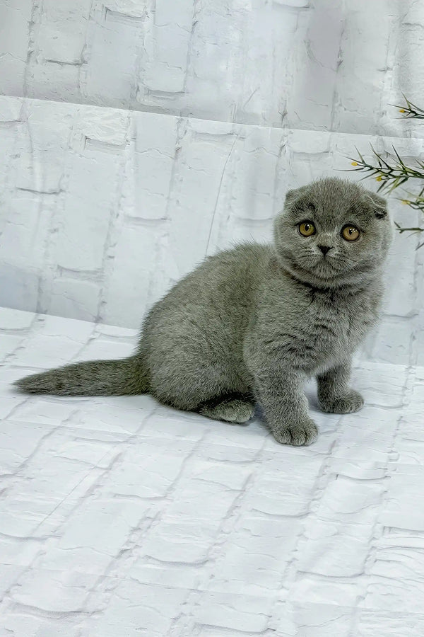Stephanie | scottish fold kitten
