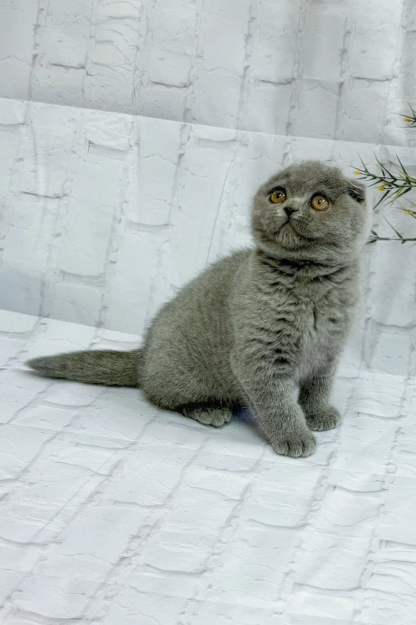Stephanie | scottish fold kitten