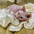 Hairless Sphynx Cats for Sale Stephen | Kitten