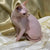 Hairless Sphynx Cats for Sale Stephen | Kitten