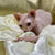 Sphynx Kitten Stephen with big eyes cuddled in white fabric, perfect for cuddles