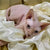 Sphynx Kitten Stephen with big ears tucked in soft fabric, perfect for cat lovers