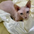 Adorable Hairless Sphynx Kitten Stephen with big eyes cuddled in white fabric