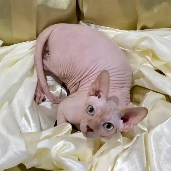 Sphynx Kitten Stephen with wrinkled pink skin and big ears lounging on fabric