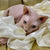 Adorable Sphynx Kitten Stephen with wrinkled pink skin cuddled in soft white fabric