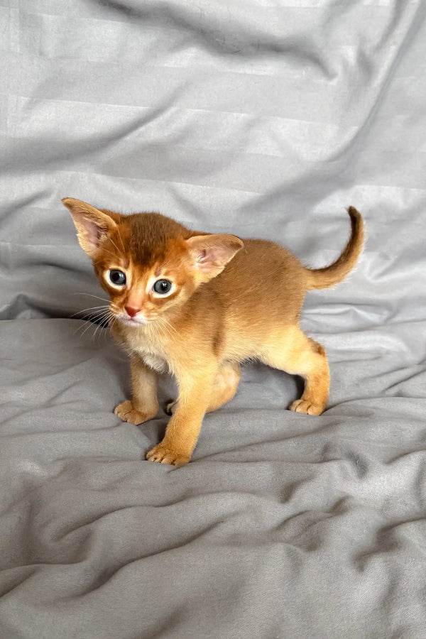 Ginger Abyssinian kitten named Sterling in a cute playful pose