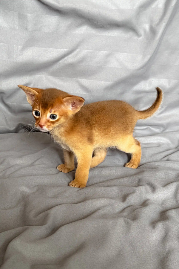 Abyssinian kitten with reddish-brown fur in the Sterling collection
