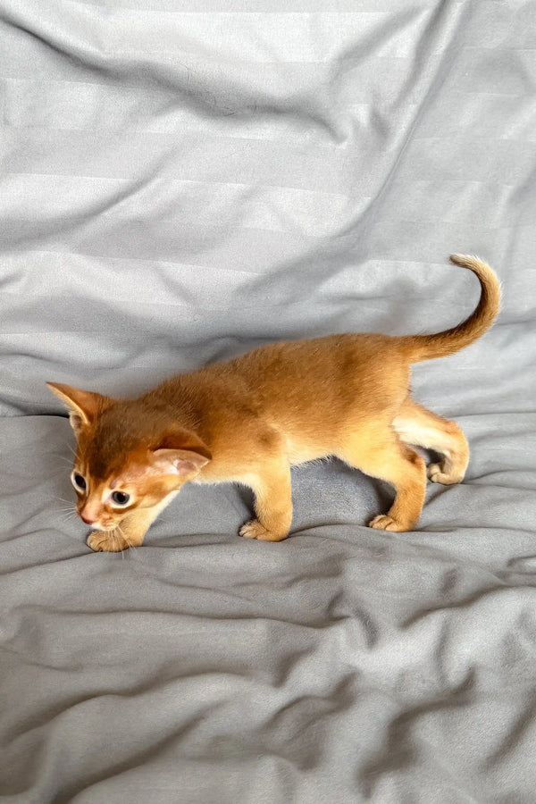 Ginger Abyssinian kitten from Sterling | Abyssinian Kitten, playful and adorable