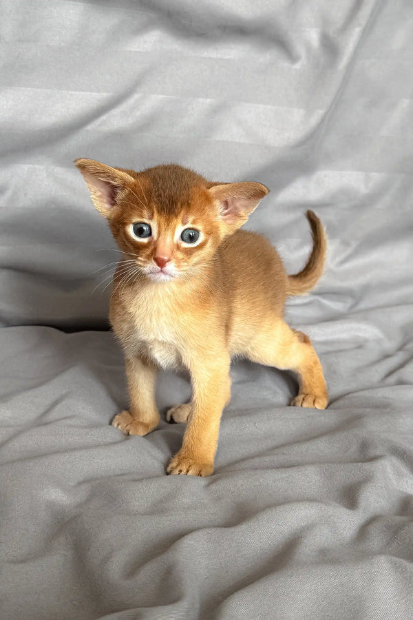 Adorable Abyssinian kitten in the Sterling product line for cute cat lovers