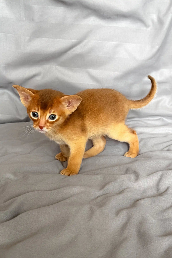 Ginger Abyssinian kitten named Sterling in a cozy setting for a cute vibe