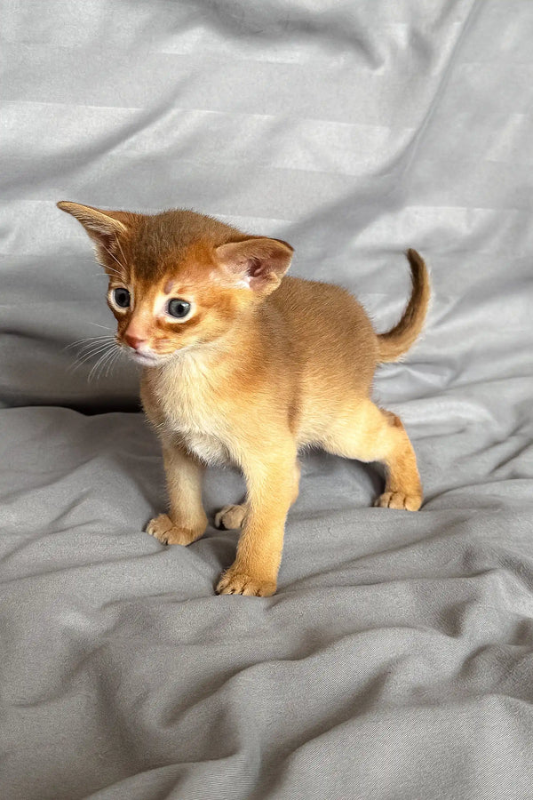 Ginger Abyssinian kitten from the Sterling Abyssinian Kitten collection