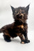 Fluffy, dark polydactyl Maine Coon kitten with big ears and a curious look