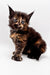 Adorable tortoiseshell kitten with blue eyes from a Polydactyl Maine Coon breed